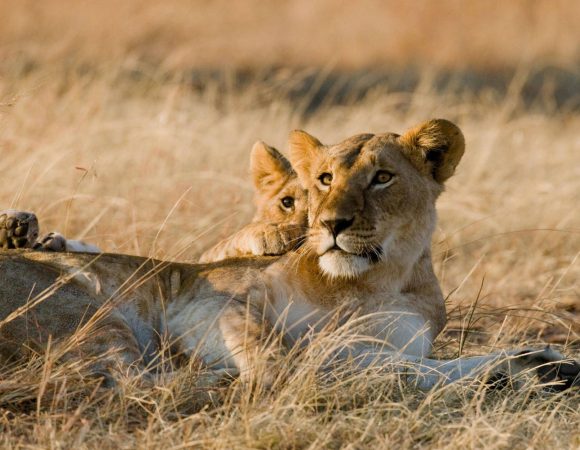 Visit Tanzania with Dalia Expeditions