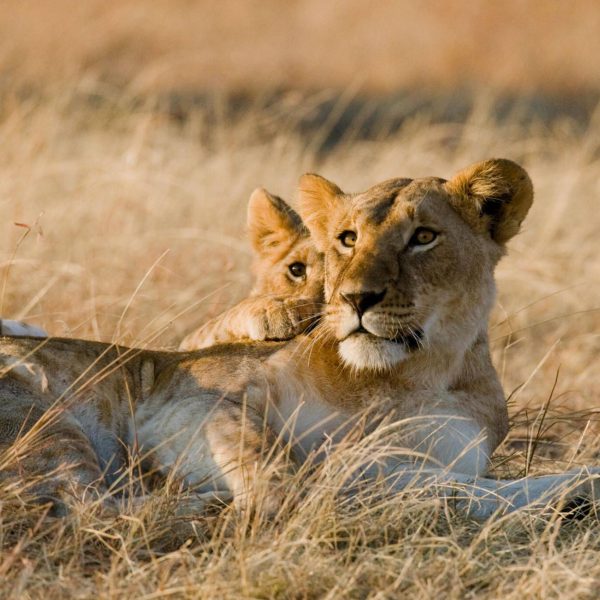 Visit Tanzania with Dalia Expeditions