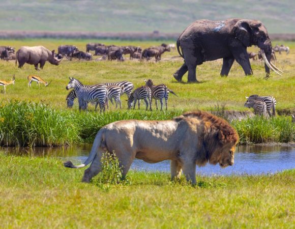 The best 7 Days Tanzania wildlife Safari in 2026/2027