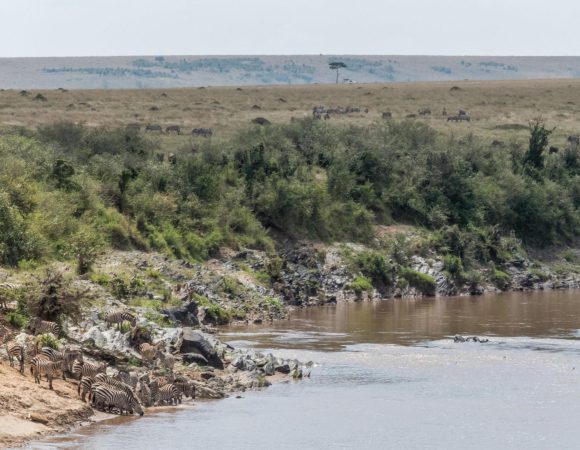 The best 8 Day Safari Holiday – Wildebeest Migration 2026/2027