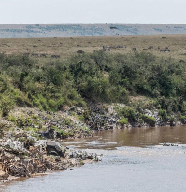 The best 8 Day Safari Holiday – Wildebeest Migration 2026/2027