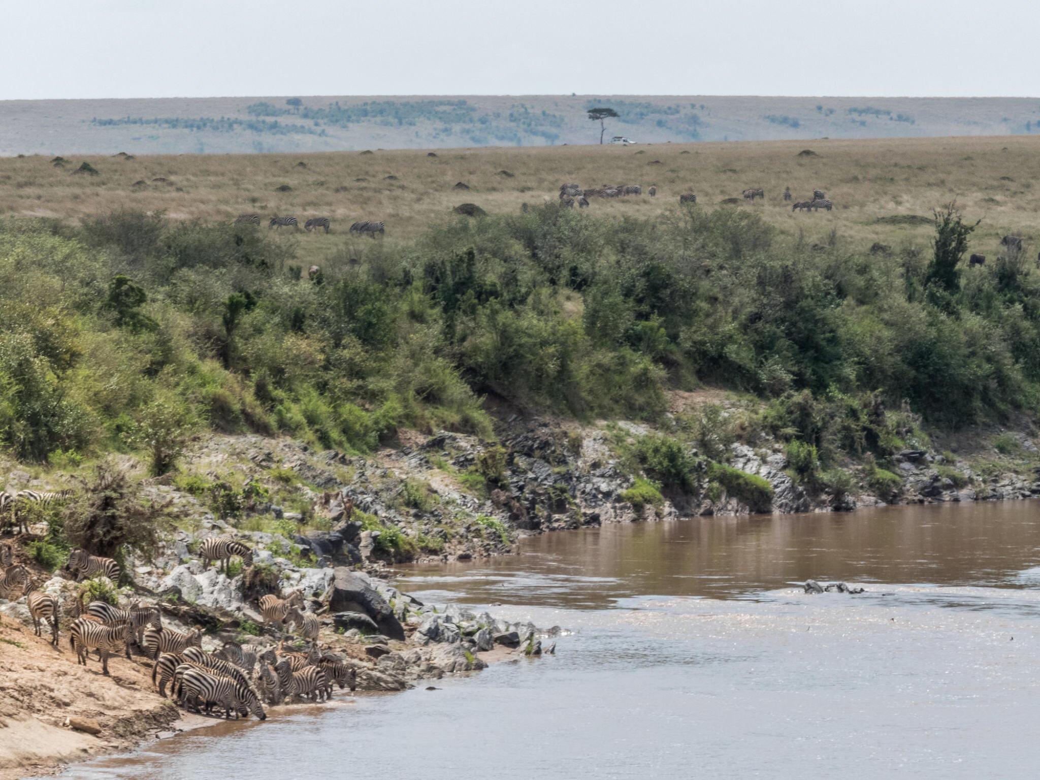 The best 8 Day Safari Holiday – Wildebeest Migration 2026/2027
