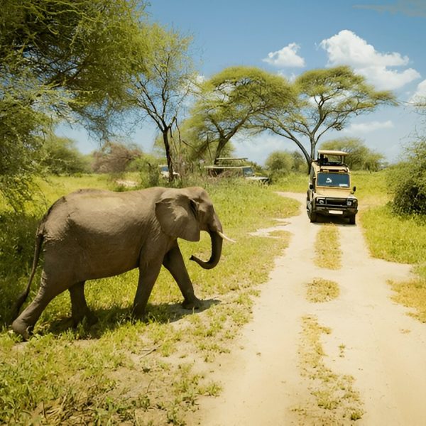 Best Time to Visit Tanzania with Dalia Expeditions